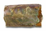 Iridescent Fossil Cephalopod (Baculites) Section - South Dakota #285094-1